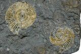 Dactylioceras Ammonite Cluster - Posidonia Shale, Germany #169449-1